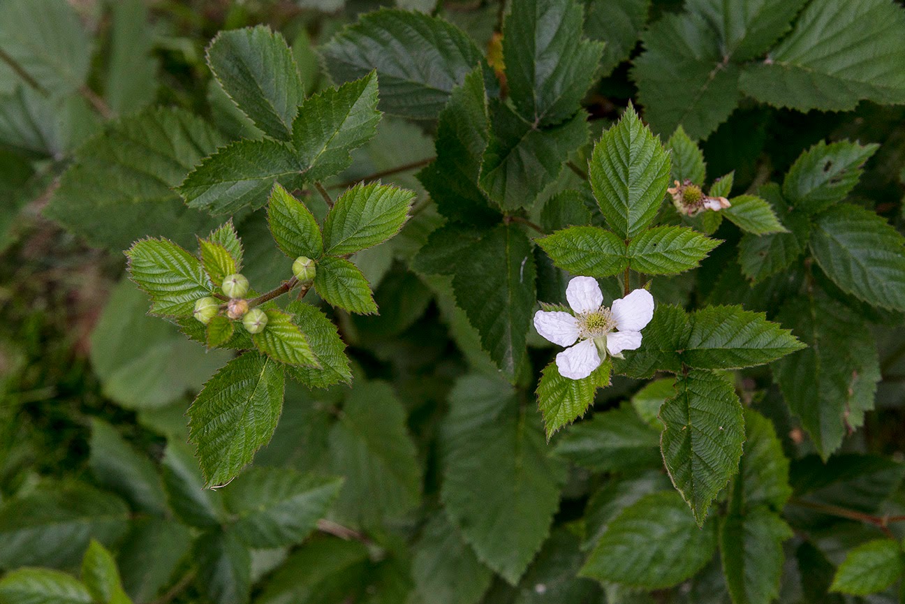 Blackberries and Raspberries