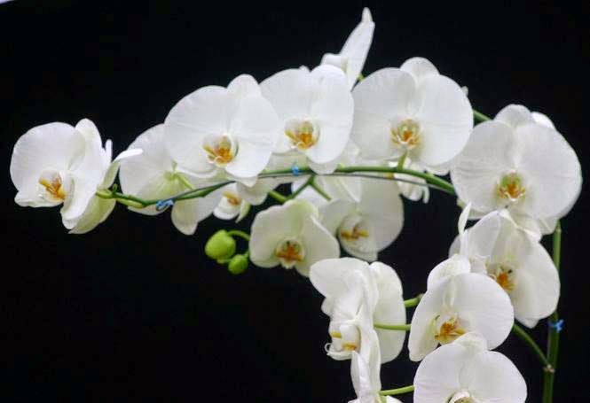 Philippine Orchid Events Culture Tips In Growing The Phalaenopsis Orchid