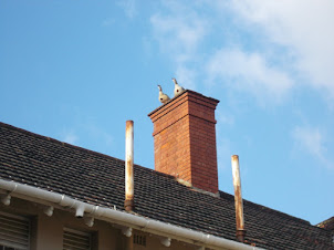 Egyptian geese on the chimney in "Oude Molen Village".