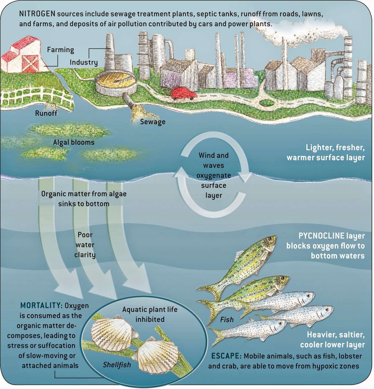 the pondering gulch ocean dead zones how dead zones form