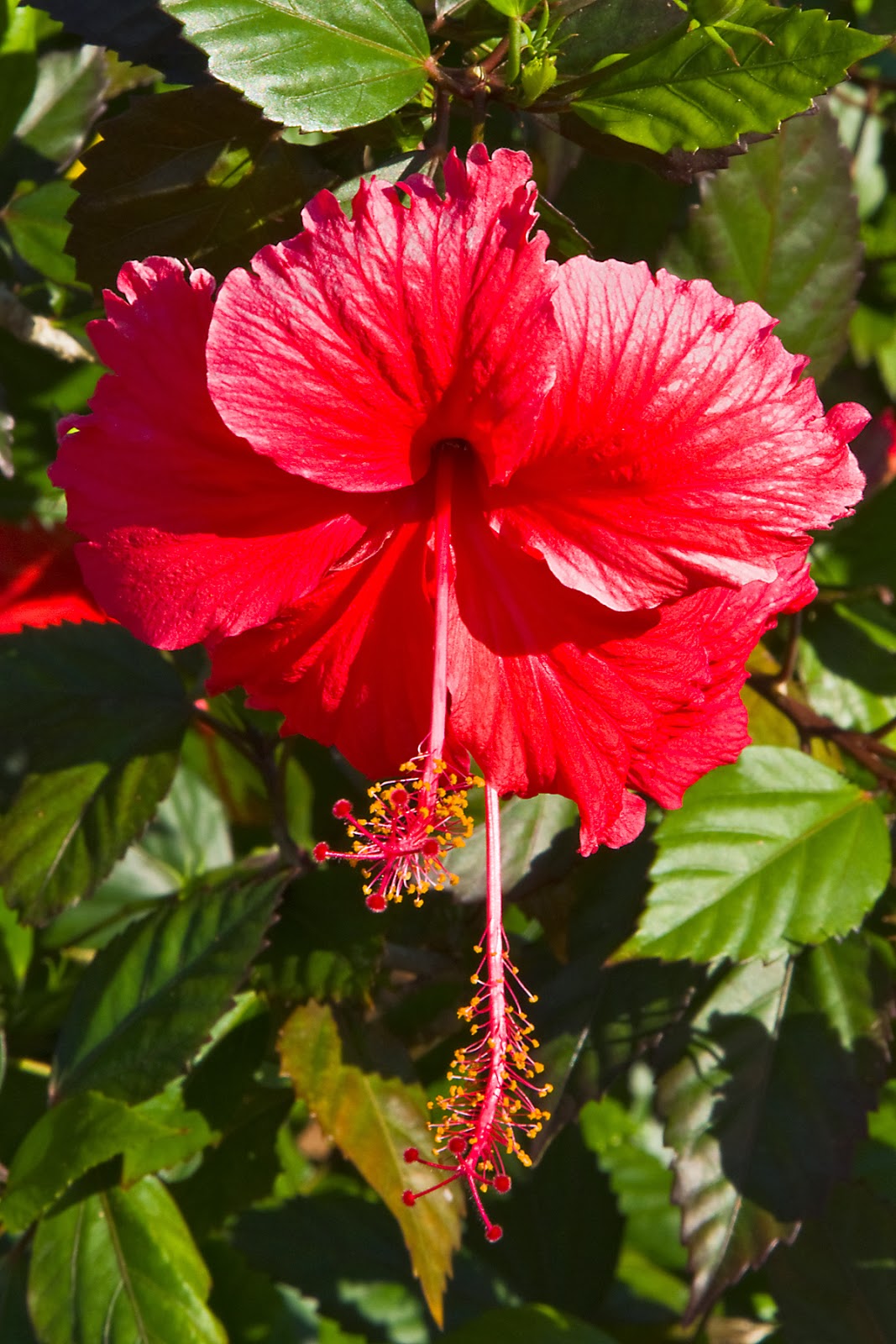 Tanzania & Zanzibar Flowers