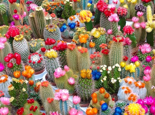 Suggestions Online Images of Indoor Cactus Garden Suggestions Online Images of Indoor Cactus Garden
