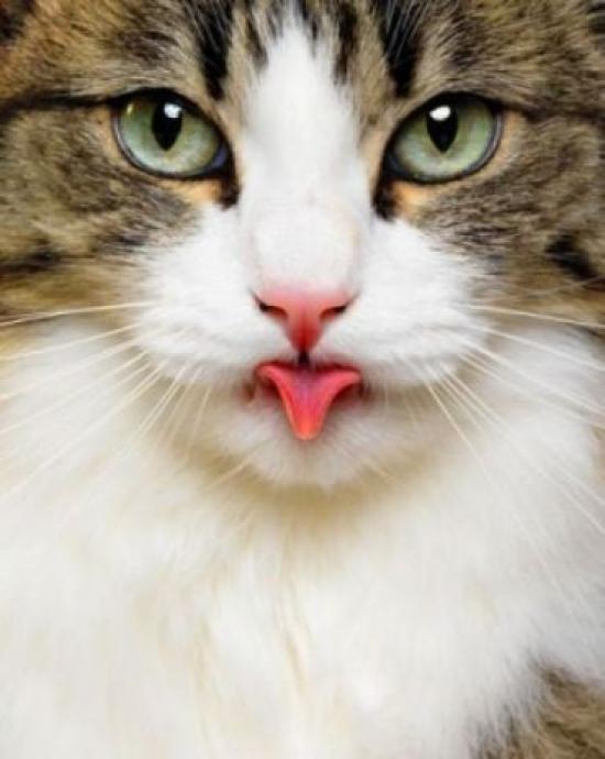 Gambar Kucing Lucu melet Gambar Kucing Lucu melet