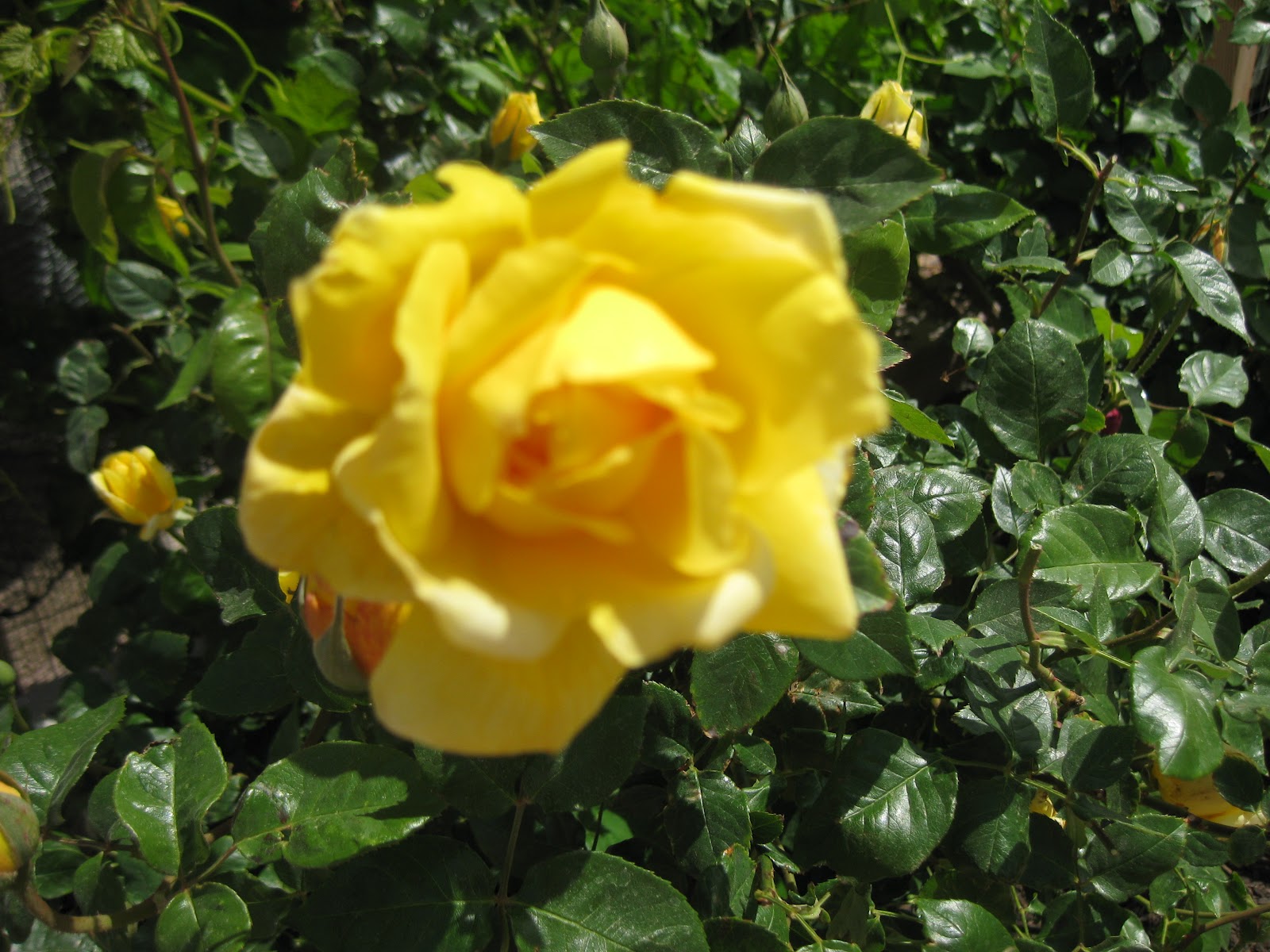 Kim's Gourmet and Garden Diary Deadheading Roses