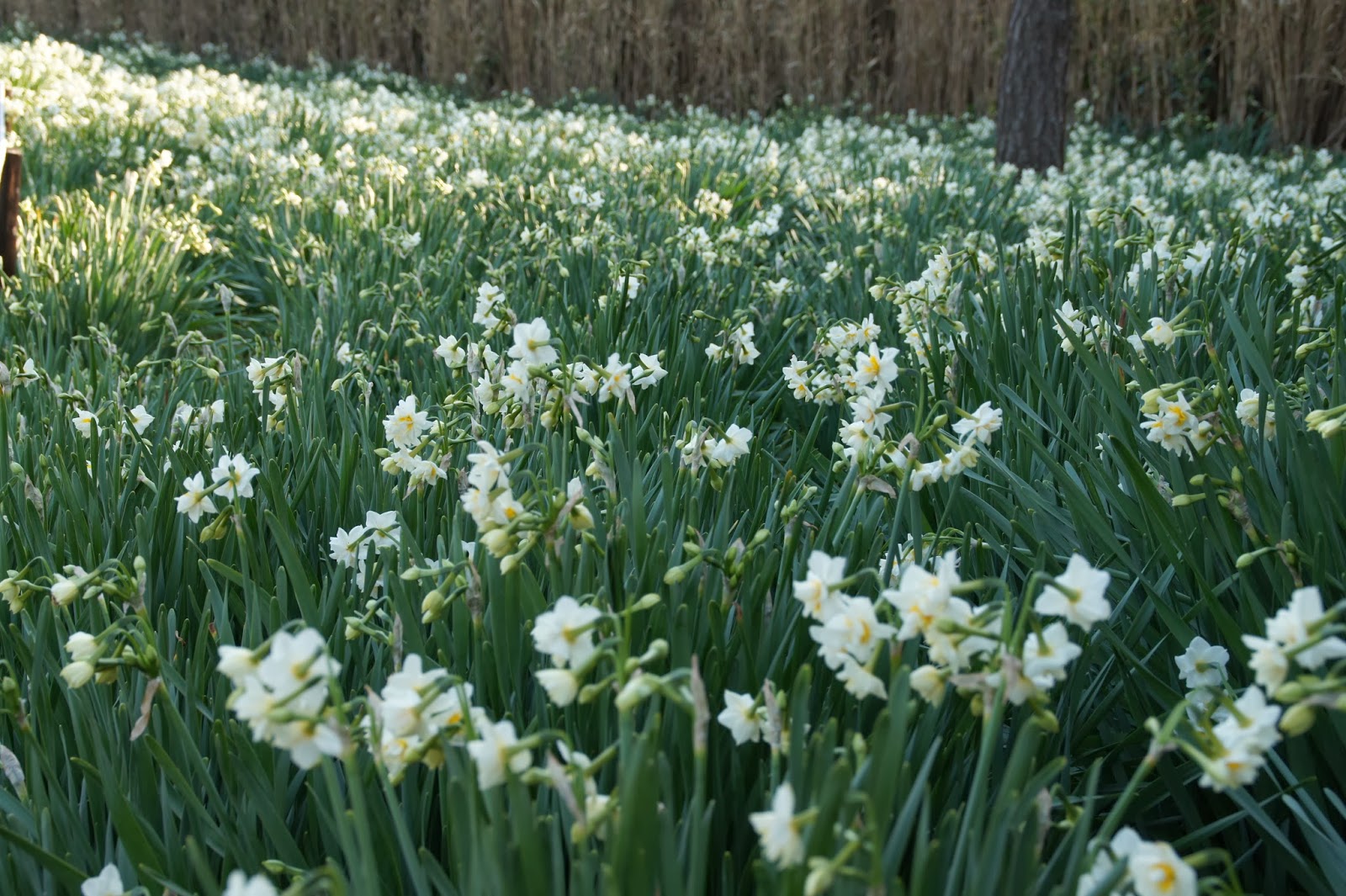 サンポートみさきブログ 城ヶ島 水仙まつり