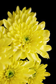 Yellow Chrysanthemum © Louise Jolley Photography