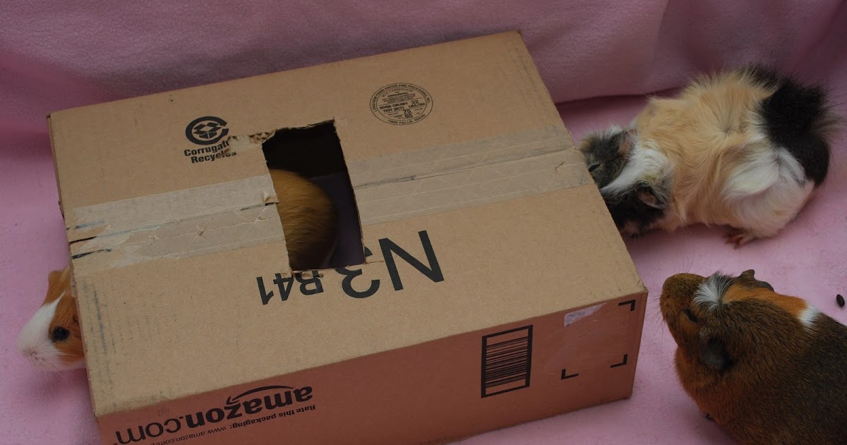 Cali Cavy Collective a blog about all things guinea pig DIY guinea