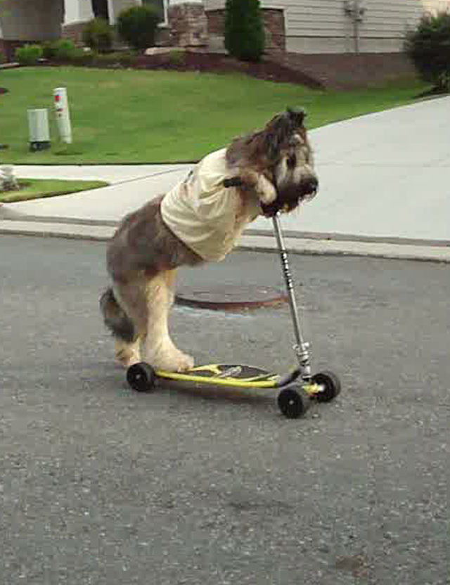 Scooter Dogs Funniest Funny Cute Animals Scooter Dogs Funniest Funny Cute Animals