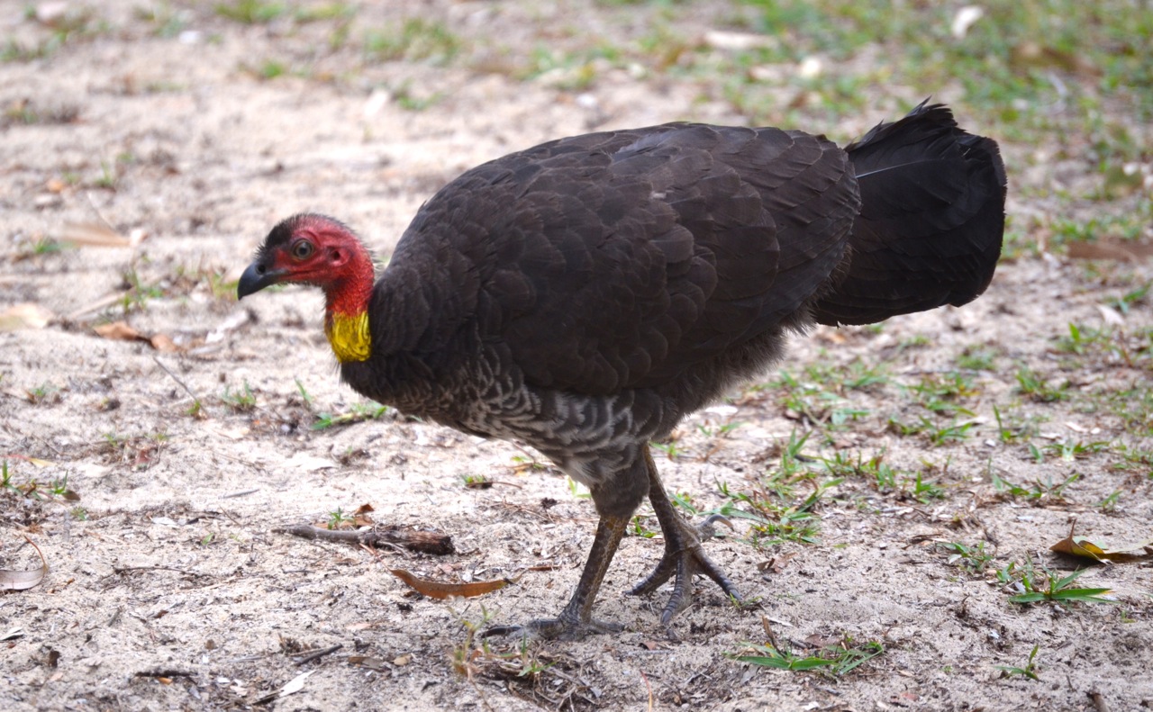 burke blog birds that bury their eggs how megapodes burke blog birds that bury their eggs how megapodes