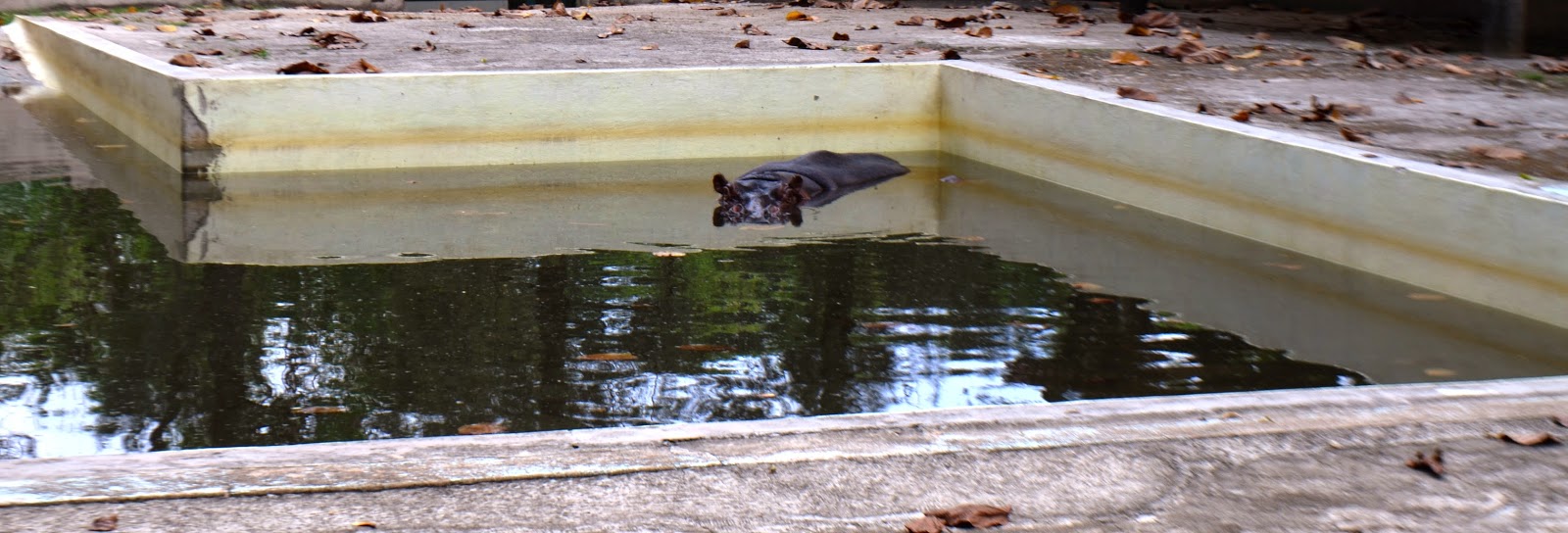 fotos do jardim zoologico de belo horizonte:FOTOS DE VIAGENS: ZOOLÓGICO DE BELO HORIZONTE, MG fotos do jardim zoologico de belo horizonte:FOTOS DE VIAGENS: ZOOLÓGICO DE BELO HORIZONTE, MG