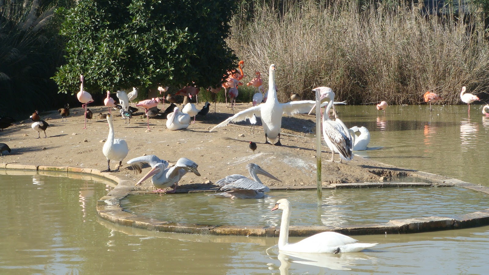 Things to do in Malta Bird Park & Salini Park Nature Tour Excelsior