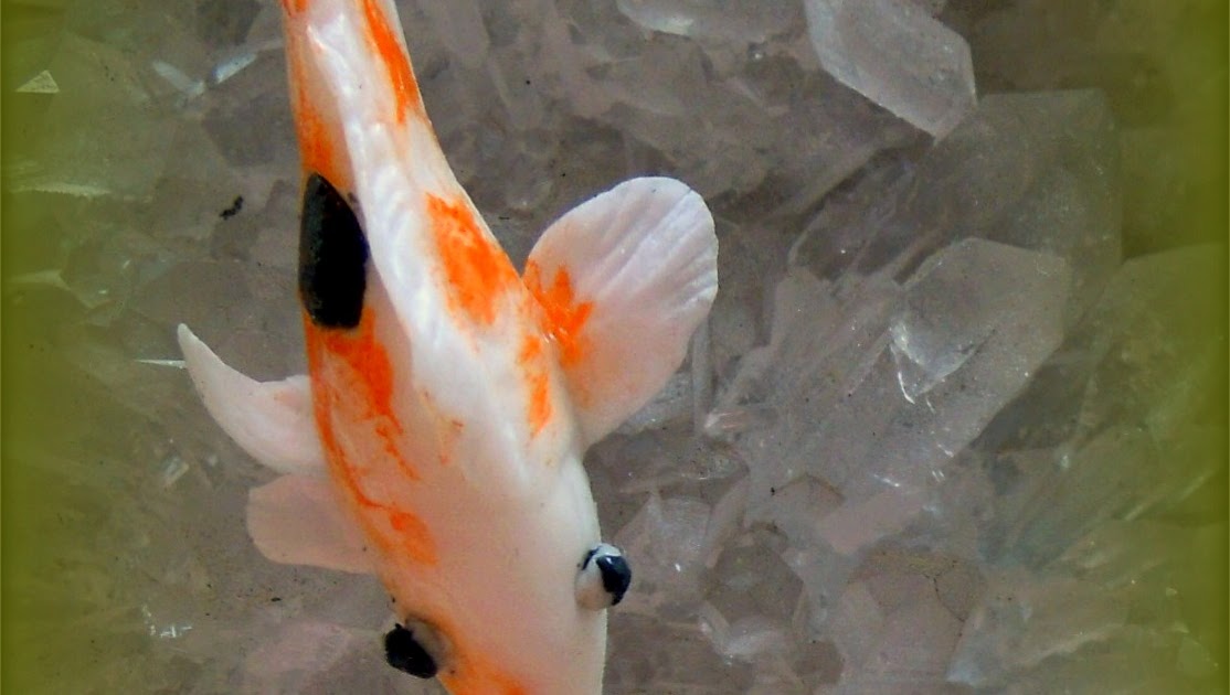 auspicious-koi-pond-9-1.jpg