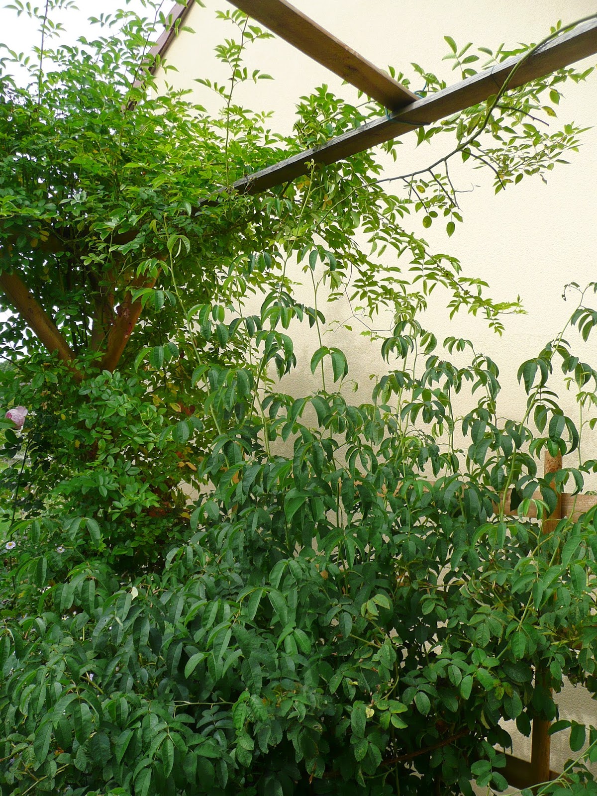 746 Best Garden Shrubs Images In 2020 Shrubs Garden Plants