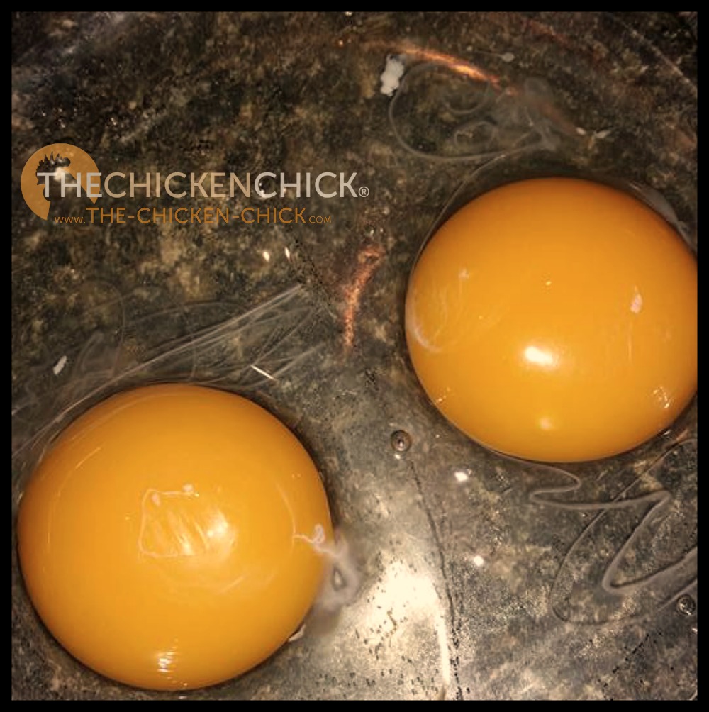 with worms treatment of worms in chickens the chicken 174 with worms treatment of worms in chickens the chicken 174