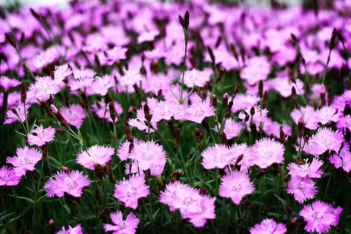 flower texture flower texture