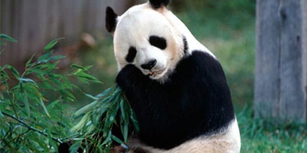 Rahasia Bertahan Hidup Panda [ www.BlogApaAja.com ]