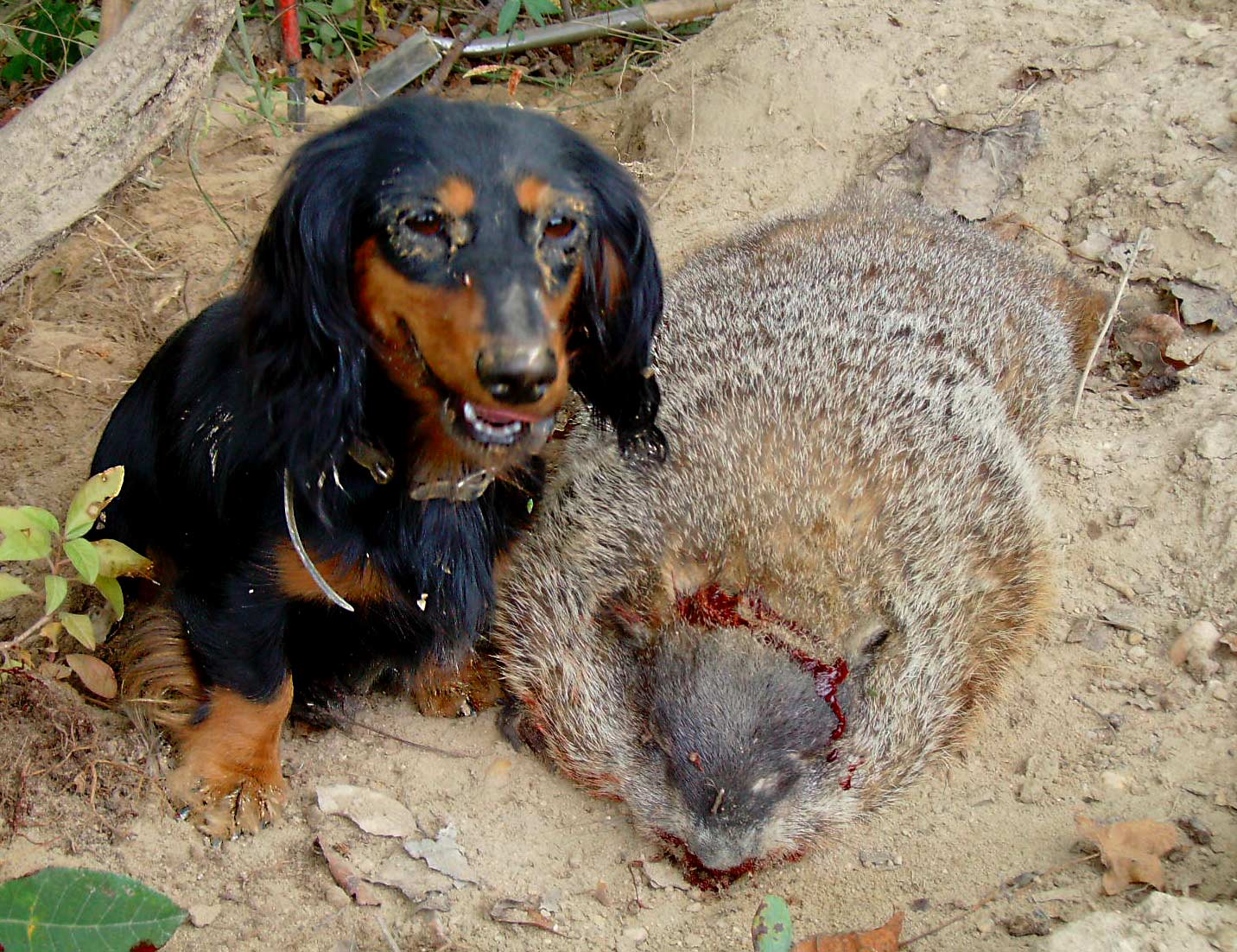 dachshund hunting