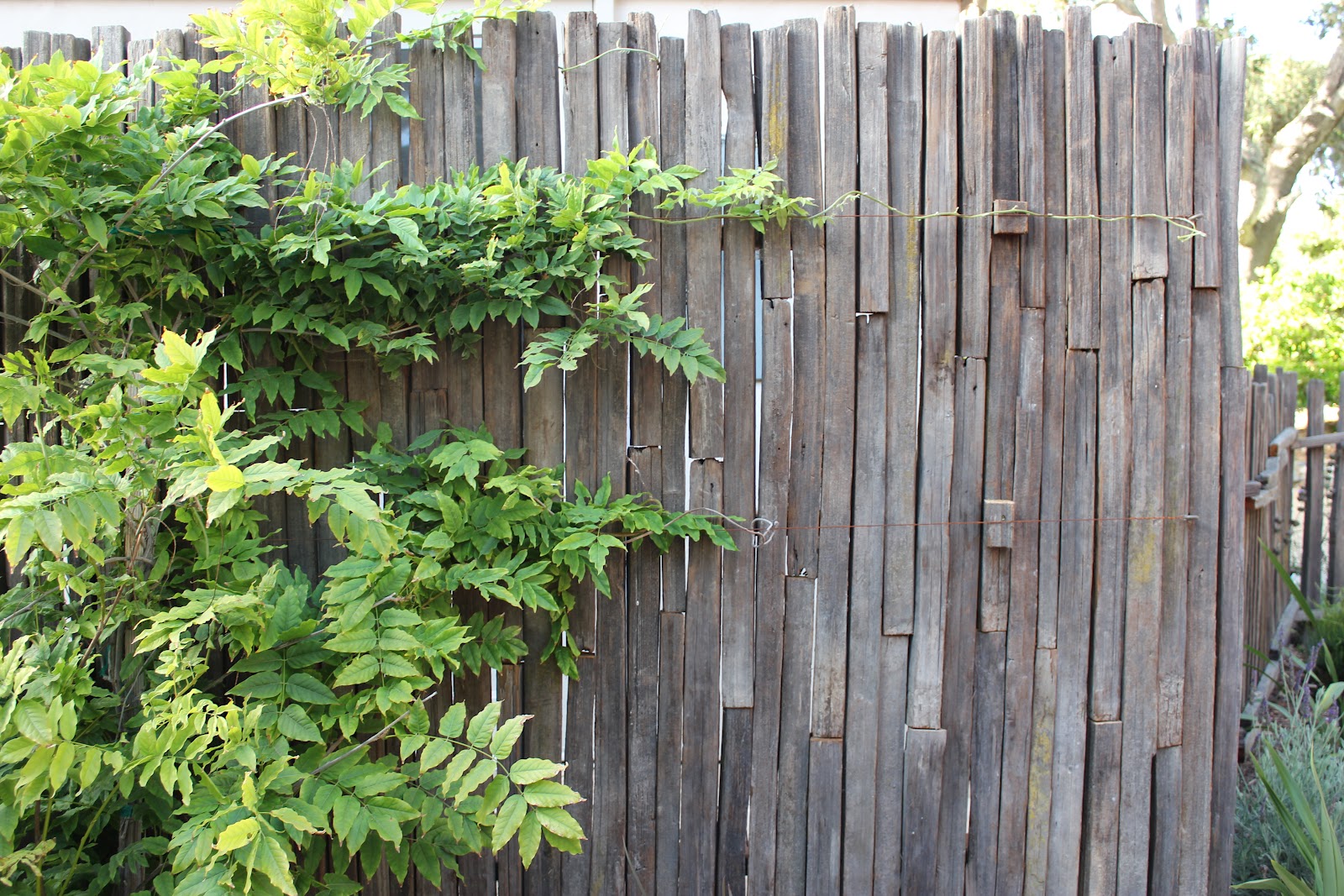 European Farmhouse Charm The Beautiful Patina of 80 year old Grape Stake Fencing