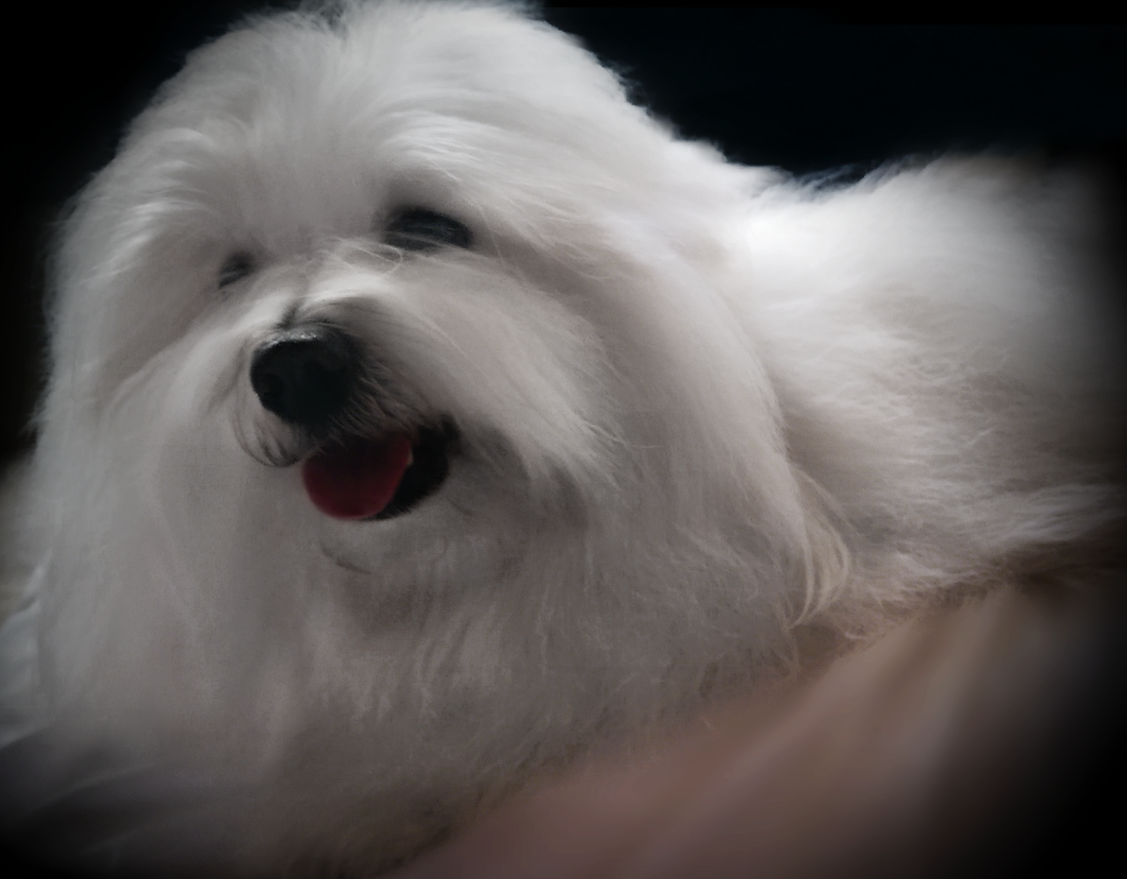 Simply Grand Coton de Tulear puppies, Coton de Tulear breeder, Coton