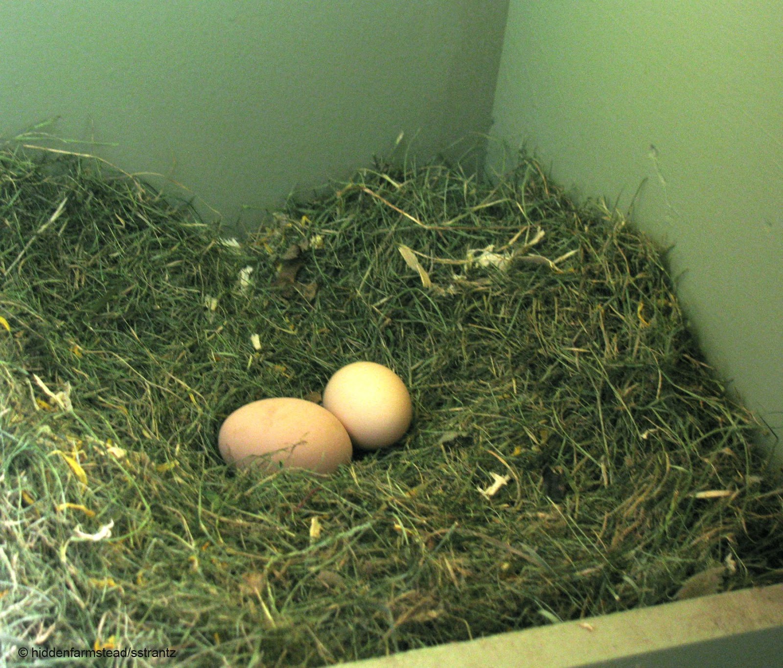 Natural Chicken Keeping Natural Lice and Mite Prevention Using Herbs