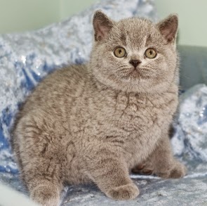 The Kuwait Cats And Kittens Adoption And Sales Email Us At