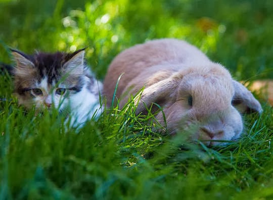 cat and rabbit friends