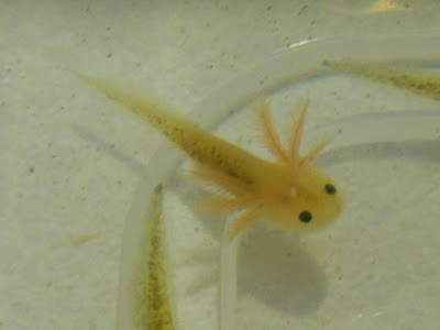 axolotls baby isu apart except difficult leucistic spots tell them which only