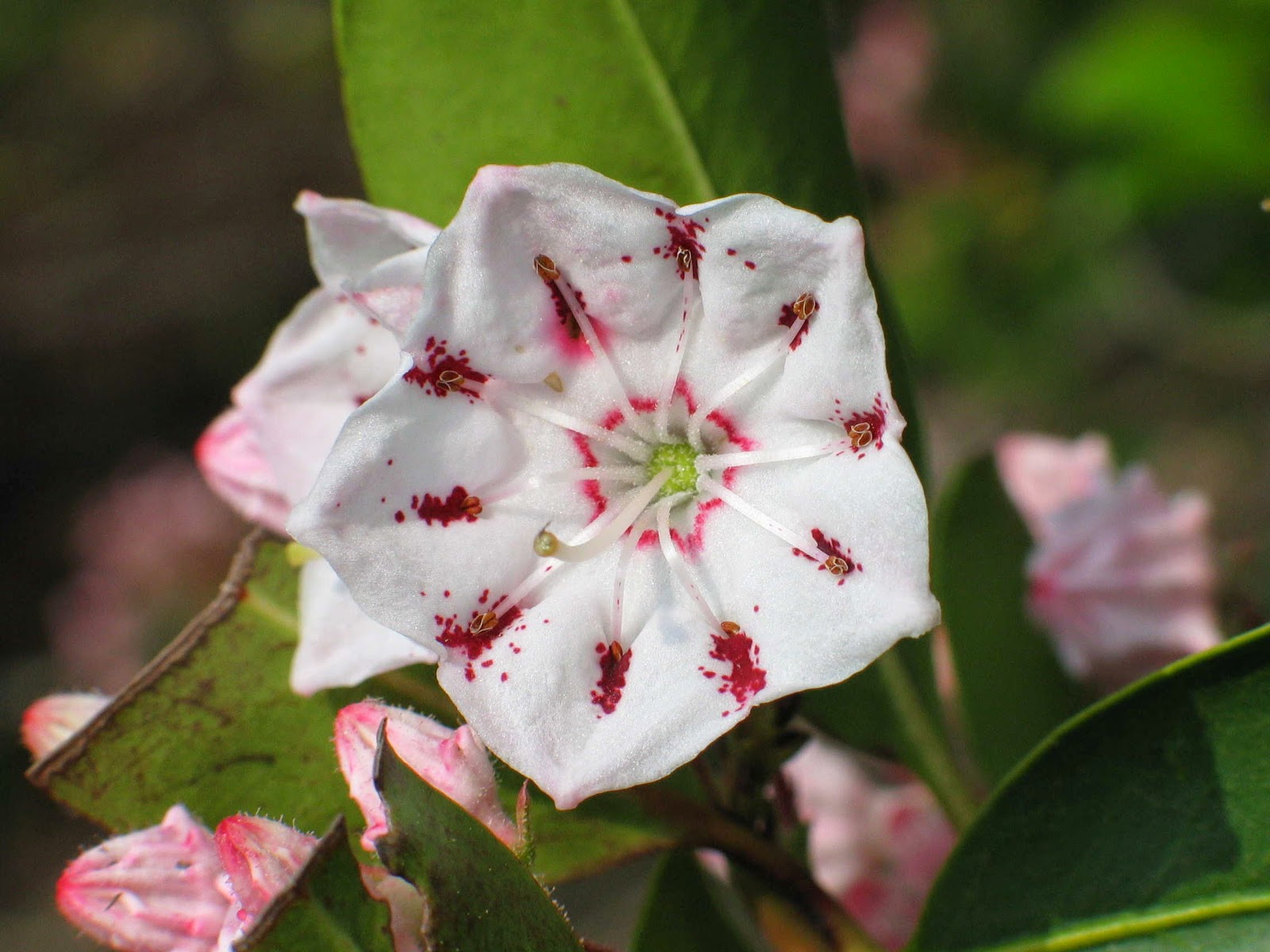 Flower Homes Mountain Laurel Flowers