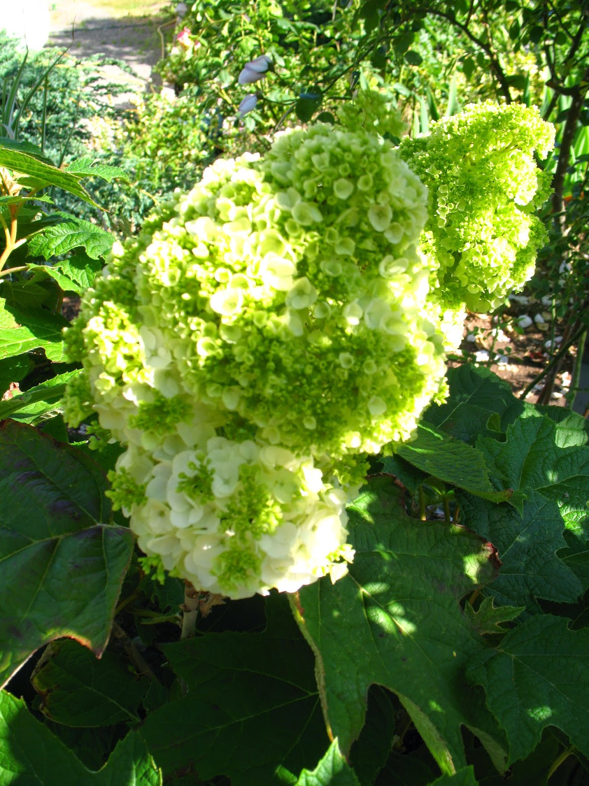 Grimpante Rapide A L Ombre En Moselle Archives Forum Jardipedia