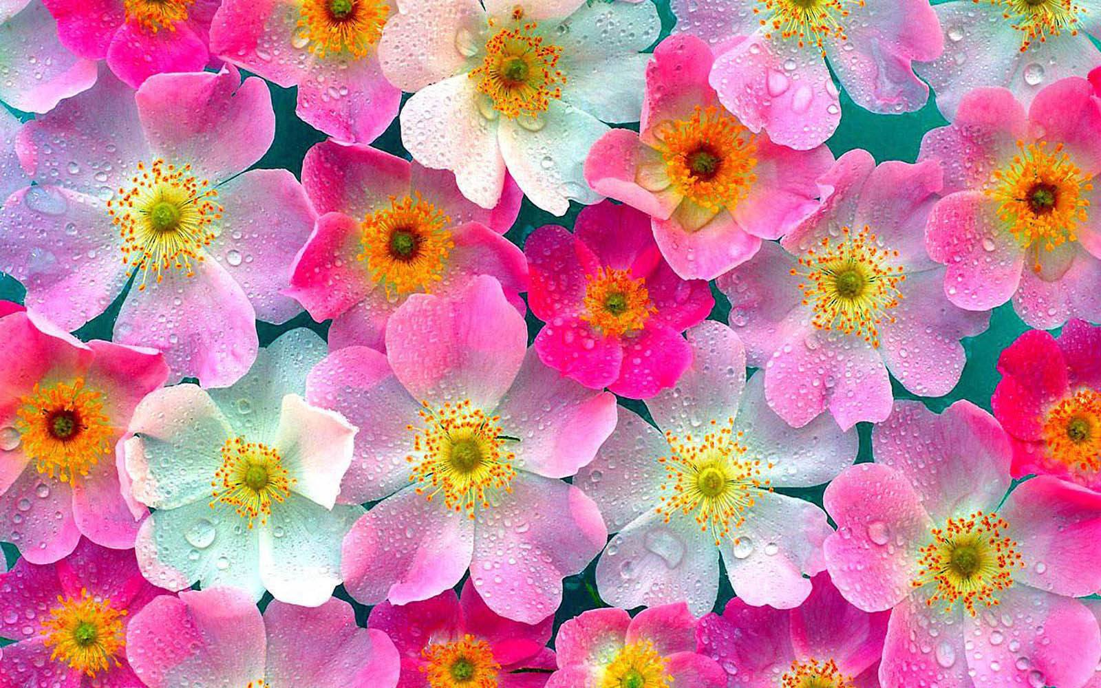 wallpapers: Pink Flowers Wallpapers