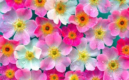wallpaper bunga, bunga merah muda, bunga pink