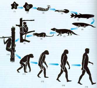 EL ORIGEN DE LAS ESPECIES – CHARLES DARWIN