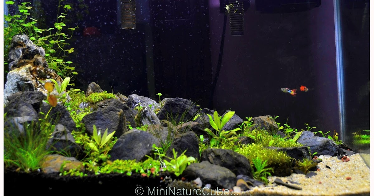 The Art of Planted Aquarium Let's all start a Planted Aquarium together.