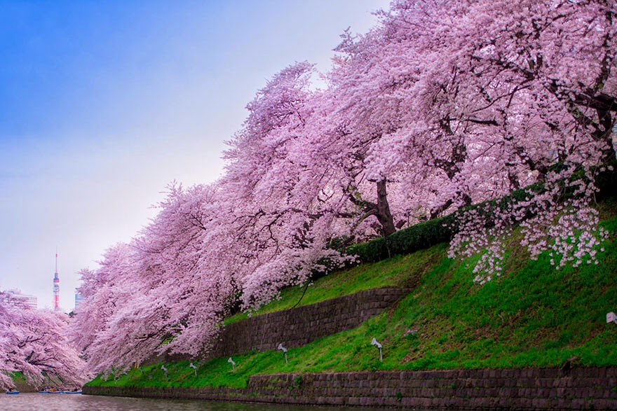 The Most Beautiful Japanese Cherry Blossom Photos Most beautiful
