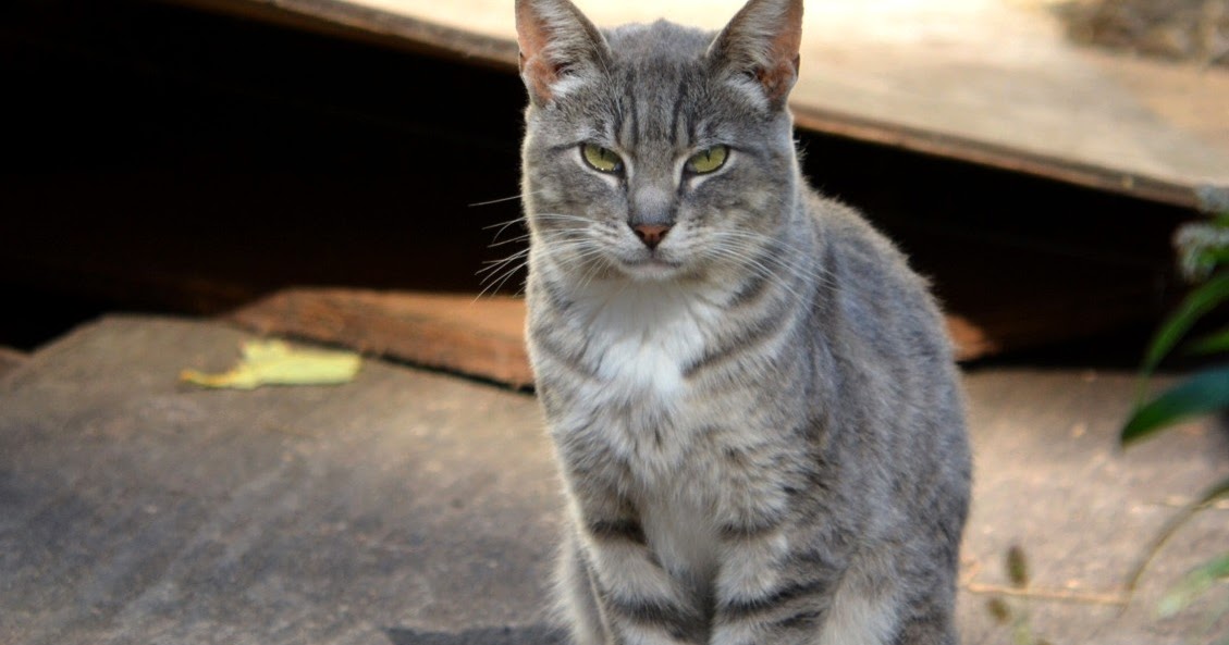Silver The Tabby The Feral Life Cat Blog