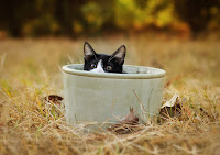 Alex Cat in the Pot 5 Cat in the Pot 5