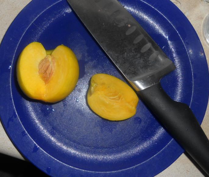 Cavy Savvy A Guinea Pig Blog Can Guinea Pigs Eat Mango Nectarines?