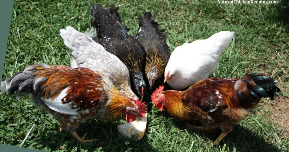 All Natural Organic Chicken Feed All Natural Organic Chicken Feed
