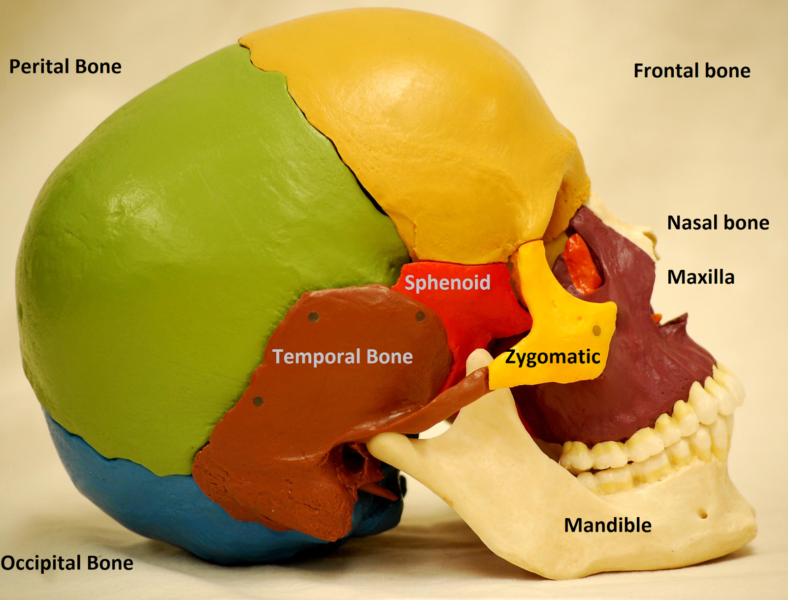 Anatomy Made Easy : Skull Overview