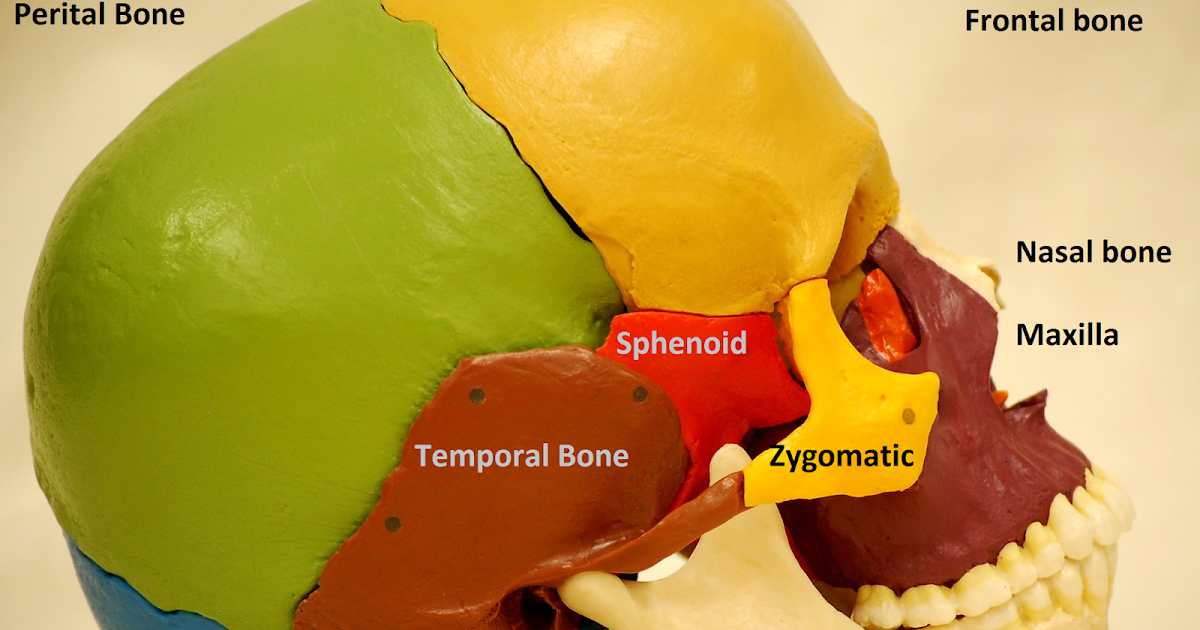 Anatomy Made Easy : Skull Overview