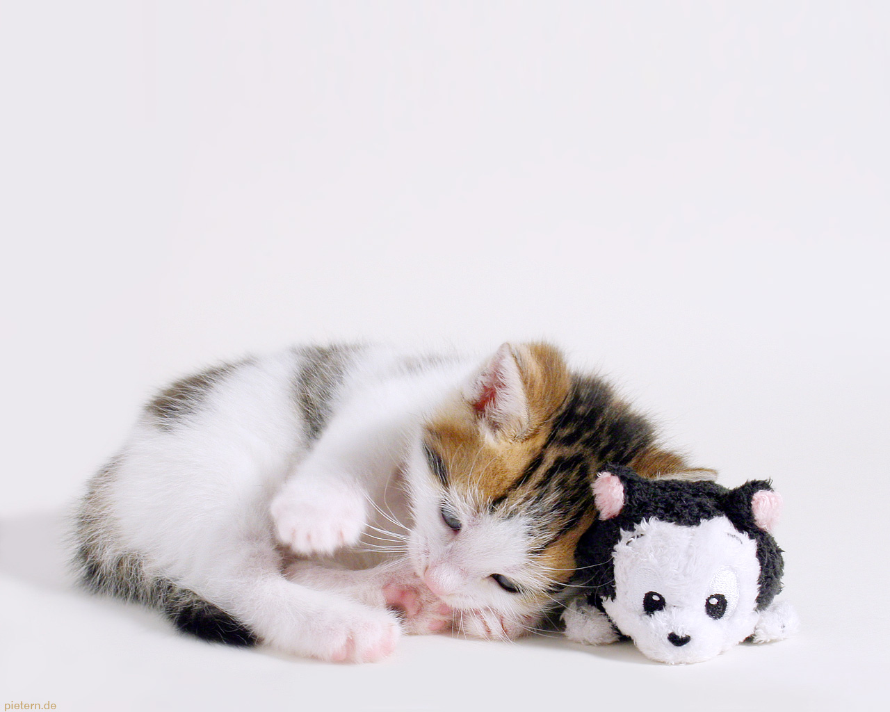 http://2.bp.blogspot.com/-NBBKt_o8sBk/UKehdJeD6yI/AAAAAAAAAmA/AOO3UmEwEbM/s1600/Wallpaper_cat_and_kitty_by_hoschie.jpg