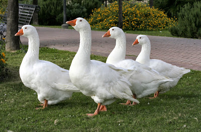Australia farm practical tips for farming geese