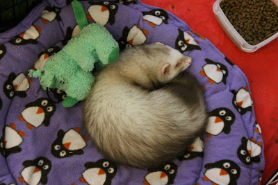 frettinäyttely+wcwfs+ferret+show