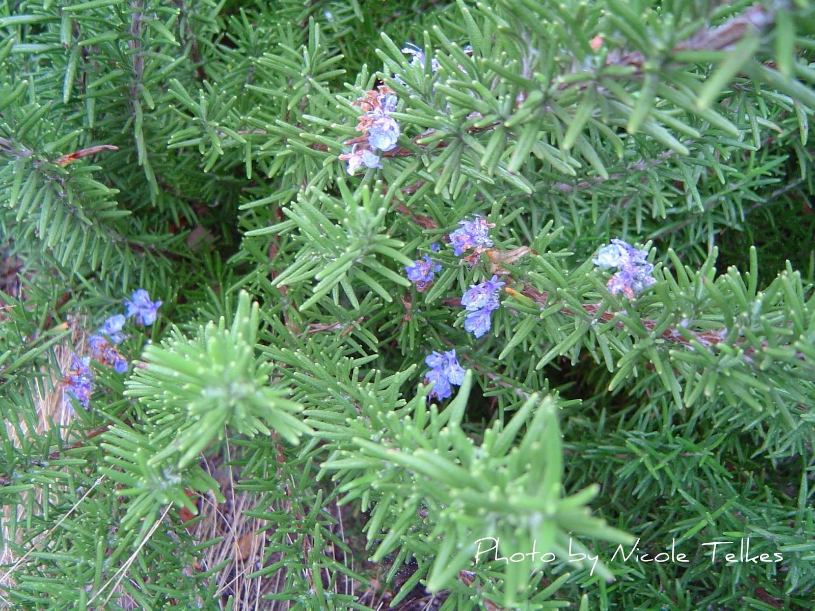 Digestive Herbs Wildflower School of Botanical Medicine