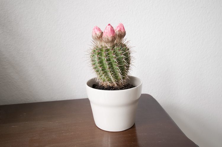 kaktus bakimi nasil yapilir hatice nin dokunuslari