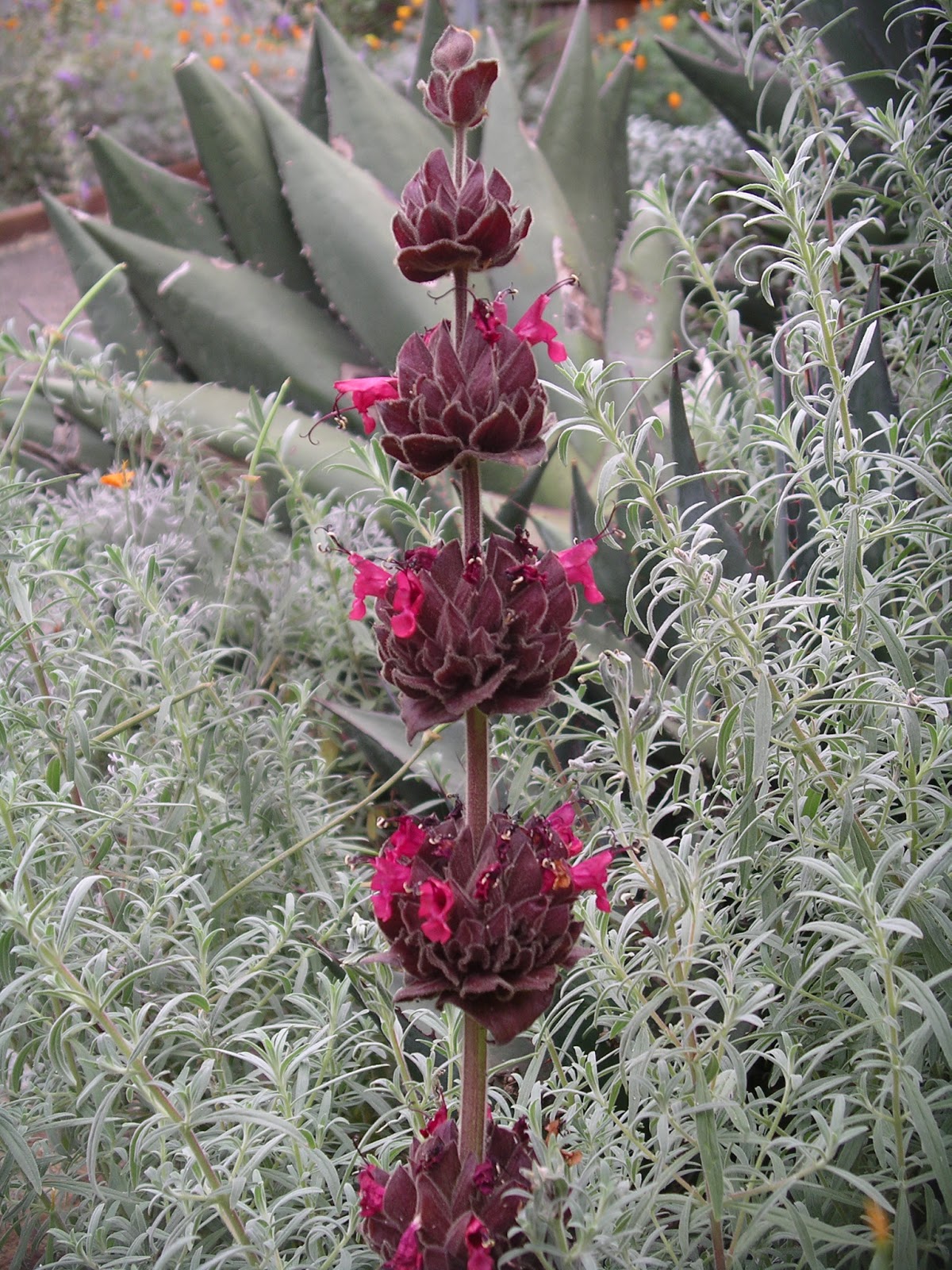 A California Native Plant Garden in San Diego County Other Chaparral