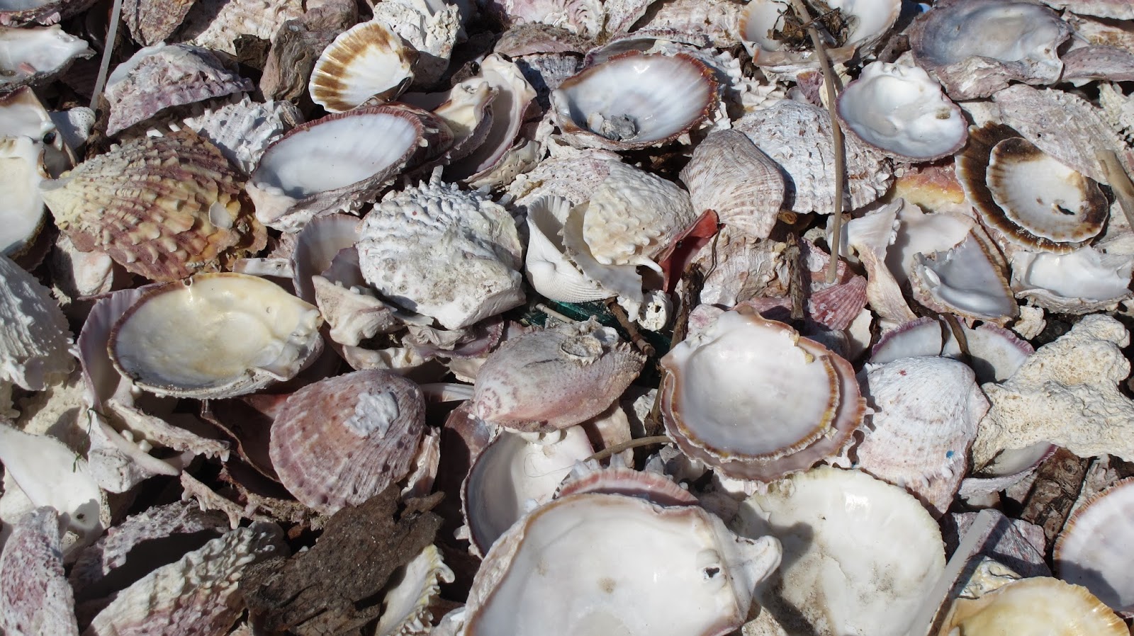 Foot and Fire Scallops, Wasay wasay and other Seafood offerings at