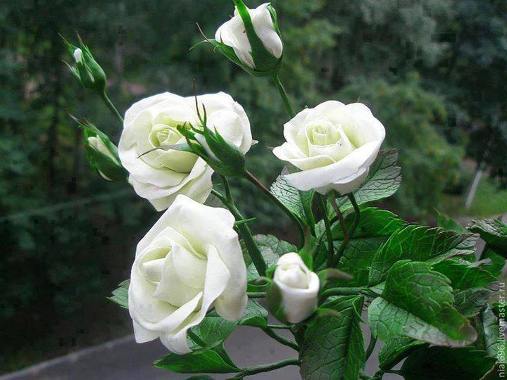 Resultado de imagen de ramo 4 rosas blancas