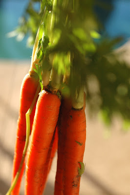 organic carrot tops
