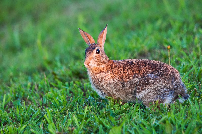 Ozark Grace Rabbit Territory